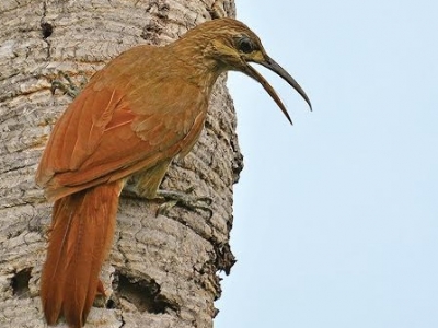 INTA lança exposição interativa sobre aves silvestres